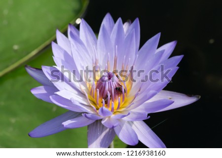 Booming Lotus Flower / Water Lily.