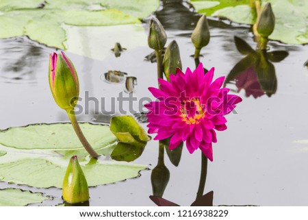 Booming Lotus Flower / Water Lily.