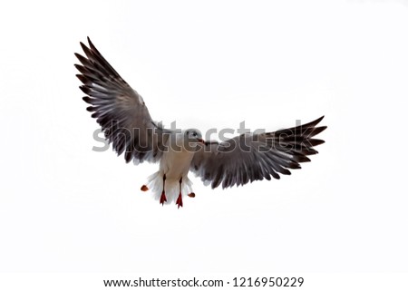 Flying seagull on white background 