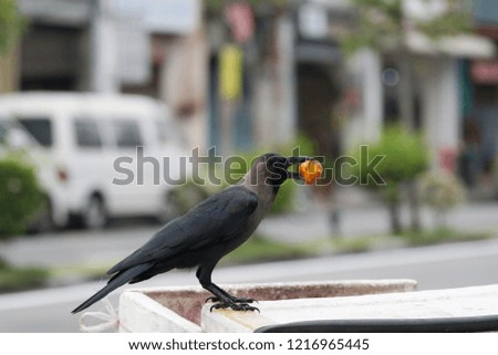 The crows are biting the food in his mouth. Royalty-Free Stock Photo #1216965445