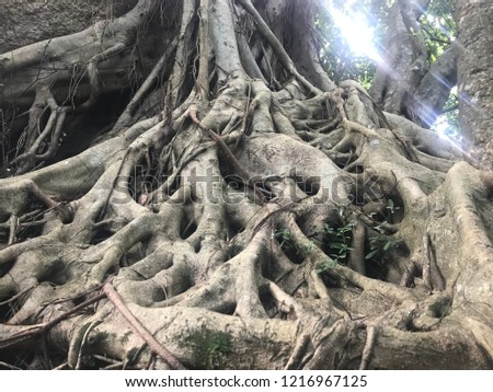 Old knotted tree