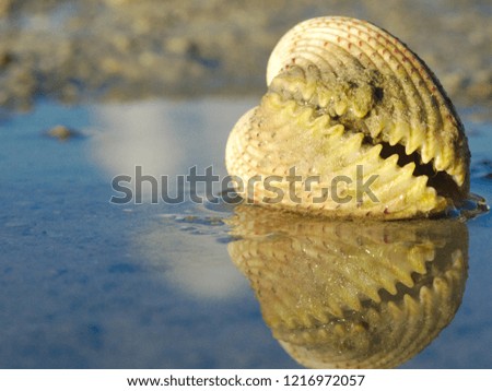 Reflection of Clam on Water Paddle at low tide in Indonesia at sun rise