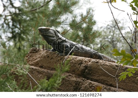 Woody Dragon. Portrait of green iguana on the rock