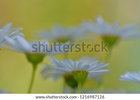 close-up photo; daisies; soft dreamy and colourful background; softly defocused flowers on the background