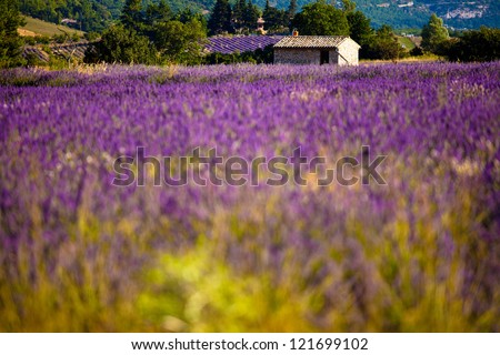 Blooming field of Lavender (Lavandula angustifolia) around Sault and Aurel, in the Chemin des Lavandes, Provence-Alpes-Cote d'Azur, Southern France, France, Europe, PublicGround Royalty-Free Stock Photo #121699102