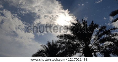 sky, palm trees,  clouds 