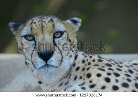 Frontal Cheetah Face with Green Background