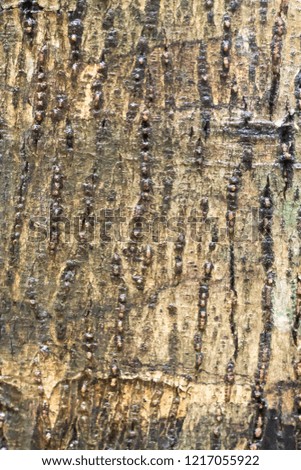 Texture of the brown bark of a tree, bark in the forest, tree bark texture.
