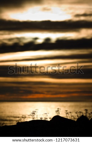 Divine view with shore contour in foreground with autumn flowers and beautiful seascape in background. 