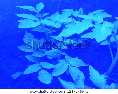Abstract of the leaves with abstract background of Blue color. Abstract background of Blue and white color. 