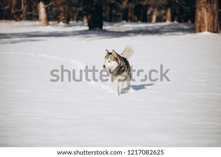 winter alaskan malamute dog