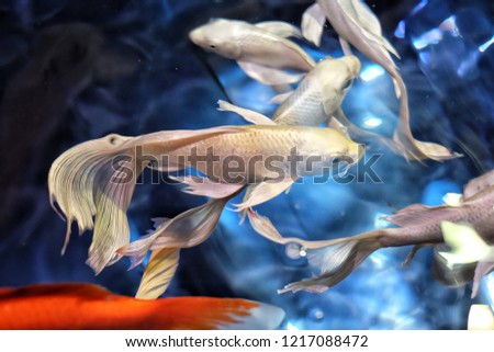 Beautiful white fish swimming in the aquarium.