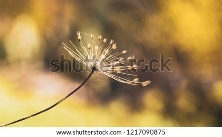 Heracleum mantegazzianum close up with spider web and defocused autumnal background