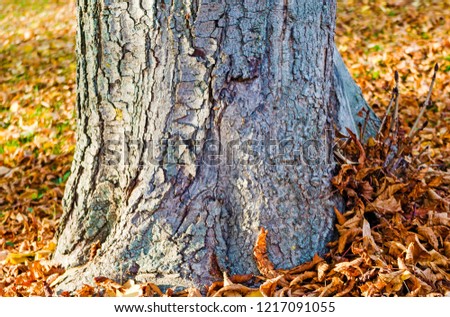 Close-up of tree trunk on field. 