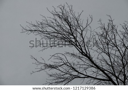 Branches and sky
