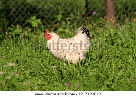 White chicken with black tail feathers going through garden looking for worms in uncut grass mixed with small flowers on warm summer day