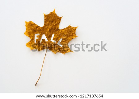 Big maple leaf with cutted out word FALL on white background