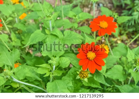 Zinnia violacea Cav. Is a very popular flower ornamental plant. It is native to the countries of Southeastern Central America and South America.