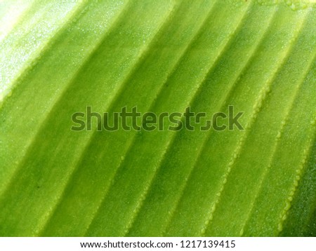 Green banana leaf pattern and water drop on surface  for background