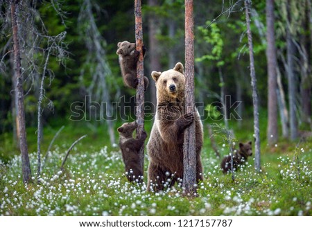 She-bear and bear cubs in the summer forest on the bog among white flowers. Natural Habitat. Brown bear, scientific name: Ursus arctos. Summer season. Royalty-Free Stock Photo #1217157787