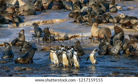 African Penguins on Seal Island. African penguin, Spheniscus demersus, also known as the jackass penguin and black-footed penguin.  Colony of cape fur seals on the background. False Bay. South Africa.