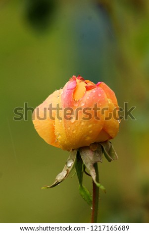 Beautiful yellow rose with water drops after a rain