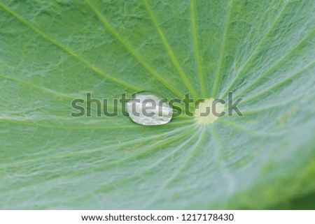 The water drop on big lotus green leaf for background.