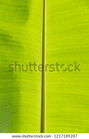 Close up of banana leaf or palm leaf for background picture in vertical rotation