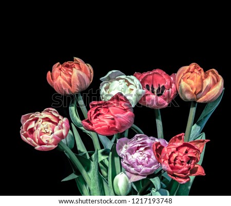 vintage vibrant painting style tulip blossom bouquet macro,black background
