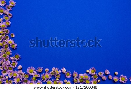 Violet aster flowers on blue background. Frame