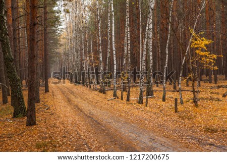 dirt road in the autumn forest