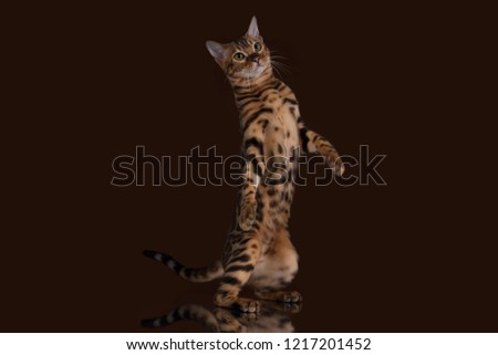 Bengal cat on a monochromatic brown background