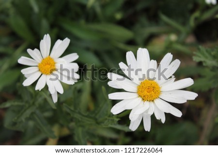 Flower natural blooming chamomile natural beauty of the forest macro photography close-up of blurred background.
