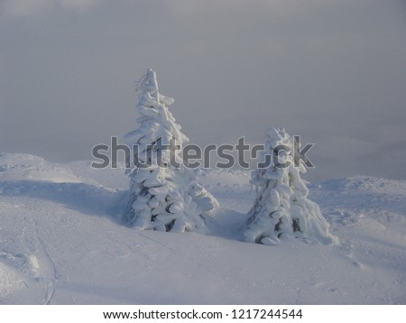 Snow-covered Christmas trees. Snow-covered trees on the top of the mountain. Two snow-covered trees illuminated by sunlight in cloudy weather.