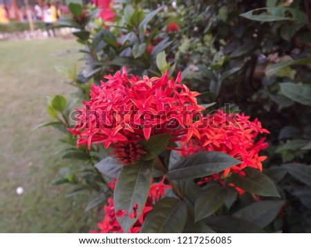 Picture of beautiful ornamental flower