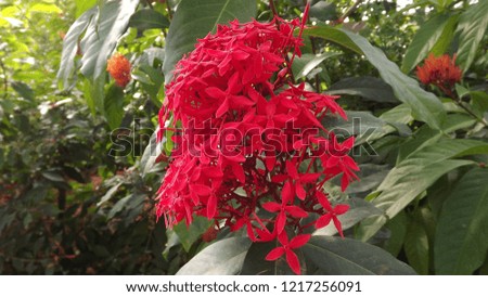Picture of beautiful ornamental flower