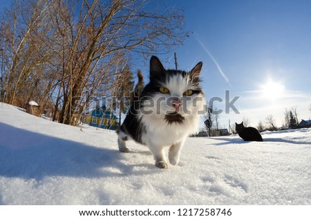 a lot of snow-white bright Sunny snow in winter in Russia. Big drifts knee-deep. Bright blue winter sky and snowfall. Snowy forest. Cat on a snowy road