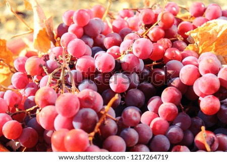 Ripe purple grapes and dry leaves