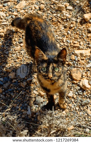 Cute kitten standing on the path in the garden. Cat has an unusual turtle color and bright yellow eyes.