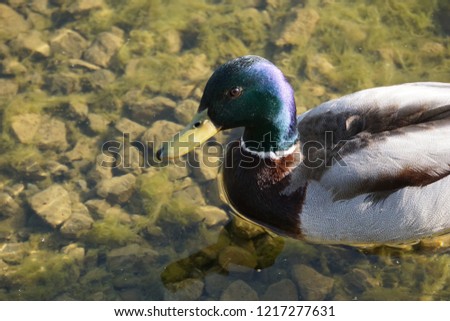 male duck in clear water 