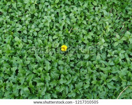beautiful flower with leaves