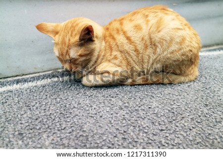 A Sleeping Cat                             