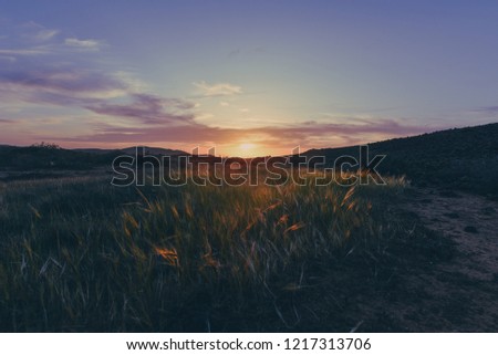 
landscape in the wheat fields