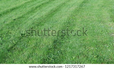 green grass. lines on the grass