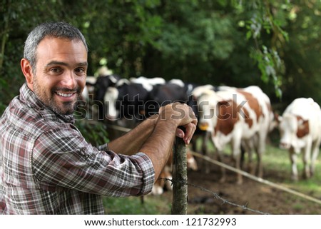 Man in front of cows