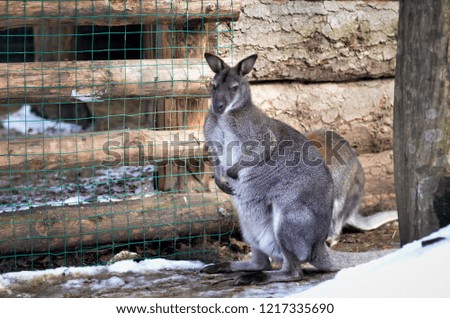 Lonely Brown little Australian kangaroo in a zoo in a cage behind bars.