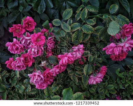 
The photo shows raspberry-colored family rose bushes in the daytime. In abundance of leaves. Season spring, summer. Flowers at the peak of flowering.
