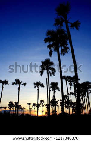 Beautiful landscape of sugar palm or toddy palm in the countryside of Thailand with sunset and orange light on the mountain background, silhouette picture