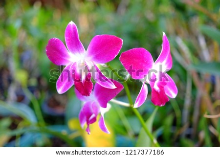 Orchid on the tree  Royalty-Free Stock Photo #1217377186