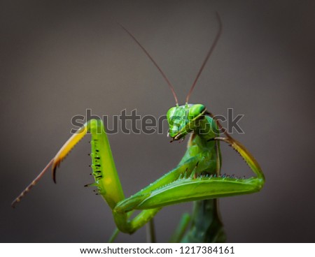 Portrait of green female mantis close up in a flirty pose